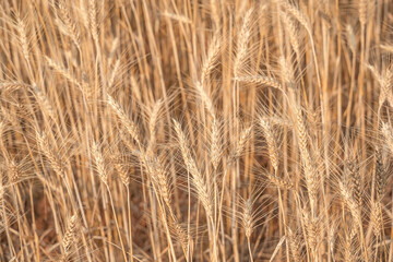Beautiful barley field conversion rice golden color close-up ear barley with sunlight on the wheat plant.