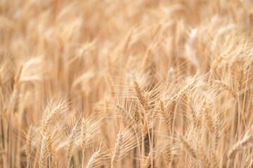 Beautiful barley field conversion rice golden color close-up ear barley with sunlight on the wheat plant.
