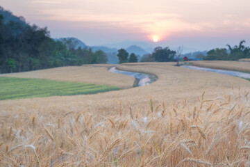 Beautiful barley field conversion rice golden color with sunset on the wheat plant. Harvest time yellow rice field in North Thailand.