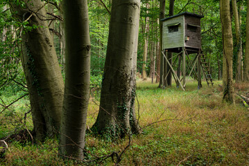 Hunter's high seat hidden in a forest, with three tree trunks in the foreground, Weser Uplands,...