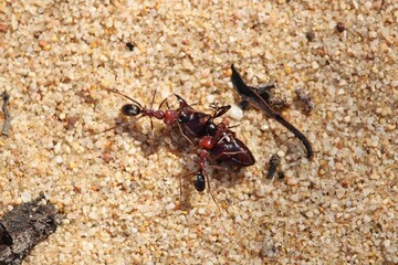 Meat Ants (Iridomyrmex purpureus) carrying Ground Beetle to nest, South Australia