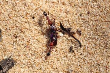 Meat Ants (Iridomyrmex purpureus) carrying Ground Beetle to nest, South Australia