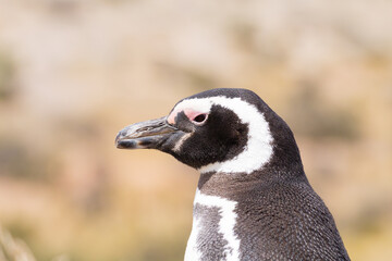 Magellanic penguin close up. Punta Tombo penguin colony, Patagonia