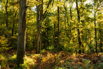 Obraz premium Idyllic autumn forest scene with trunks of old beech trees and fern on the floor, Reinhardswald, Hesse, Germany