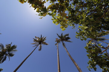 Palm trees at Praia Vermelha (Red Beach) - Urca neighborhood - Rio de Janeiro - Brazil