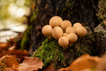 Cluster of bright, ball-shaped forest mushrooms, probably pear puffballs (Apioperdon pyriforme), on a moss-covered tree trunk, Weser Uplands, Germany