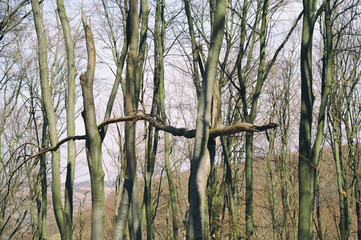 Broken old tree in the forest