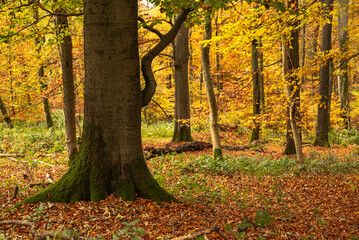 Autumnal forest landscape with moss-covered tree trunks, a large one in the foreground, Ith Ridge, Weser Uplands, Germany