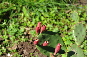 Obraz premium Red prickly pear fruits on a plant