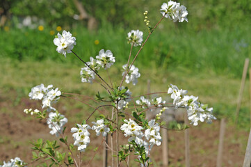 White Exochorda flowers on the bush