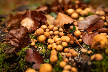 A cluster of tiny orange forest mushrooms, probably sheathed woodtuft (Kuehneromyces mutabilis), on a moss-covered tree stump, surrounded by autumn leaves, Weser Uplands, Germany