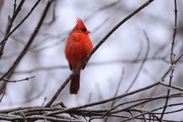 Male and female Cardinals flapping landing or bathing in mud puddle in late winter in park on overcast day