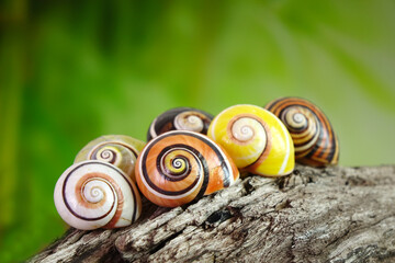 Cuban snail (Polymita picta) one of world most beautiful land snails from Cuba , its known as "Painted Snails", rare, endangered and protected. Colorful snails, selective focus, copy space