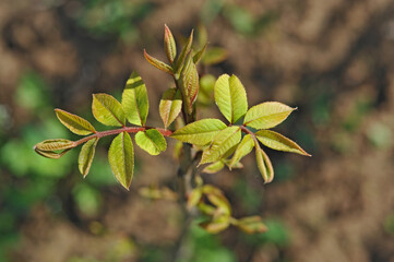 Pecan seedling in the open ground 