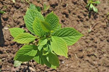 Pterostyrax seedling in early spring