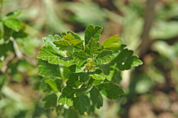 Young sumac leaves on the branches