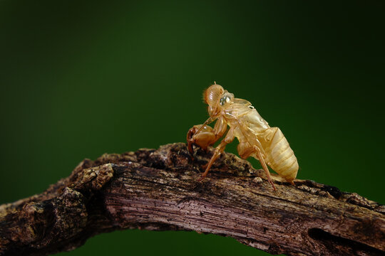 Cicada molting in tropical forest during summer season. Selective focus with copy space