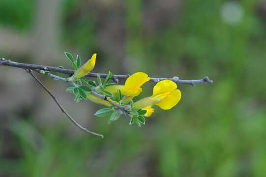 Yellow flowers and leaves Cytisus striatus (hairy-fruited broom)