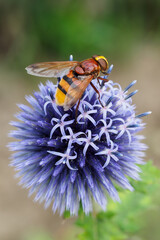 Hoverfly fly on a blue whitethorn flower.