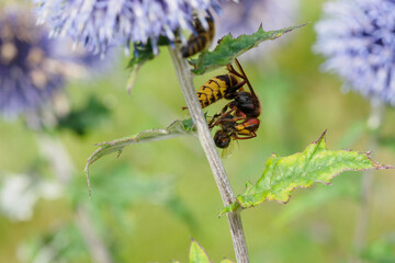 The hornet caught a bee.