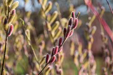 Close up of the attractive flower of Salix gracilistyla 'Mount Aso' plant, furry pink catkins which...
