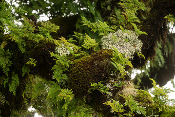Close-up of fern, moss and lichen growing on the branches of ancient stinkwood laurel trees (Ocotea foetens), at the forest of Fanal, Madeira, Laurissilva Nature Reserve