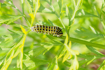 Caterpillar of a fennel swallowtail butterfly on a carrot leaf.