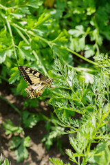 Fennel Swallowtail butterfly lays eggs on carrot leaves.