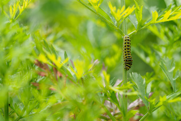 Caterpillar of a fennel swallowtail butterfly on a carrot leaf.