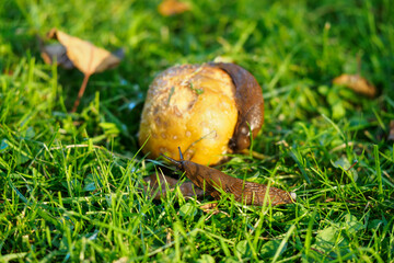 A brown snail eats a fallen apple.