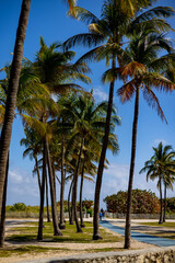 Fototapeta na wymiar The beautiful palm trees at South Beach Miami - travel photography