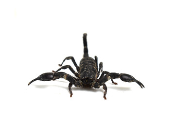 scorpion on a white background