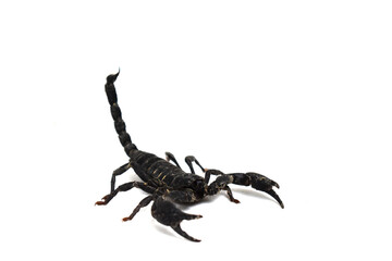 scorpion isolated on white background