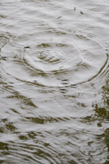 Insect skater on the water surface in the rain.
