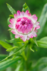 Pink immortelle flower in detail on a plant.