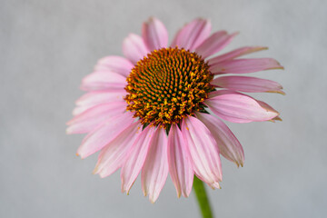 Pink arnica flower in detail.