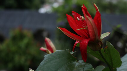Flor roja