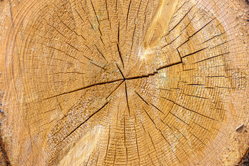 cross section of log with crack, annual rings used for dendrochronology and determining climate in place where tree grow