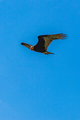 Tropical Black Turkey Vulture Cathartes aura aura blue sky Mexico.