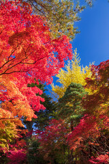 飛騨高山 東山遊歩道の紅葉