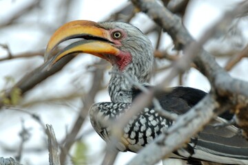 Ein Gelbschnabeltoko (Tockus leucomelas), Southern yellow-billed hornbill, in Namibia, Porträt.