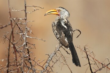 Ein Gelbschnabeltoko (Tockus leucomelas), Southern yellow-billed hornbill, in Namibia.