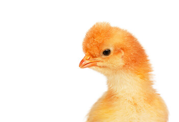 a red hen chick is isolated on a white background
