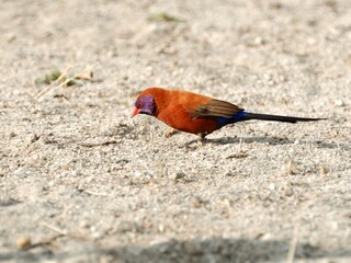 Ein Granatastrild (Uraeginthus granatina), Violet-eared Waxbill, in Namibia.