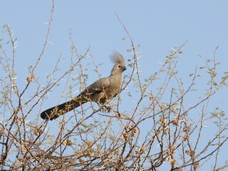 Ein Graulärmvogel (Corythaixoides concolor), Grey loerie, in Namibia.