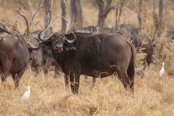  wild buffalo ruminating and looking at camera in Botwana, Africa