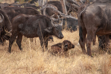 herd of wild buffalo with calf in Botswana, Africa