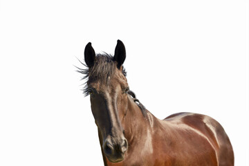 Portrait of a young dark bay horse in front of a white background