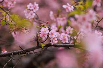公園に咲いた河津桜
