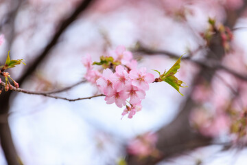 公園のピンク色の河津桜